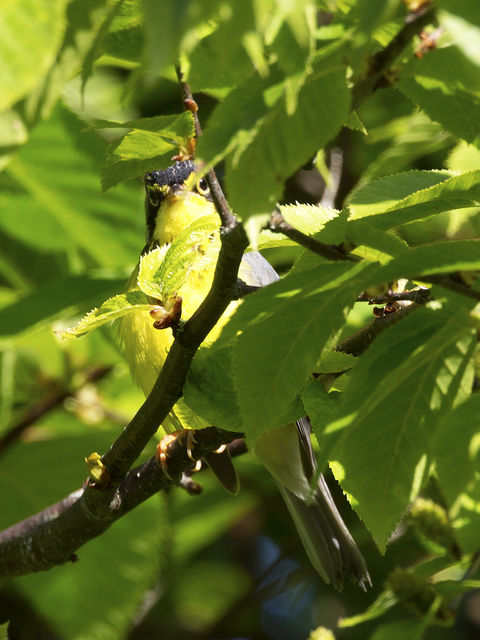 Canada Warbler