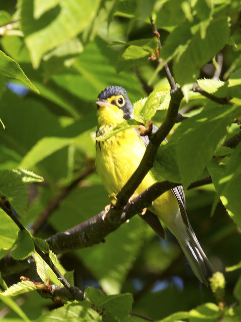 Canada Warbler