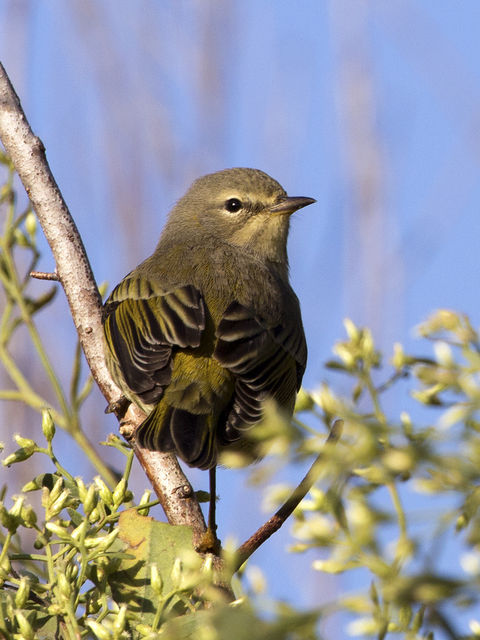 Cape May Warbler