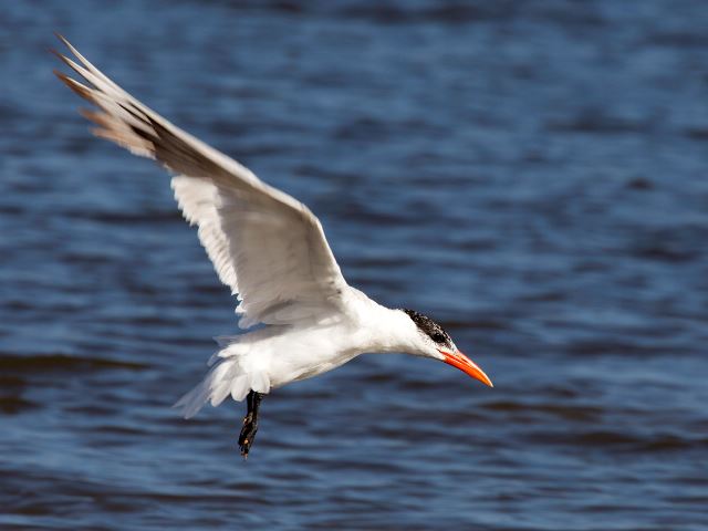 Caspian Terns
