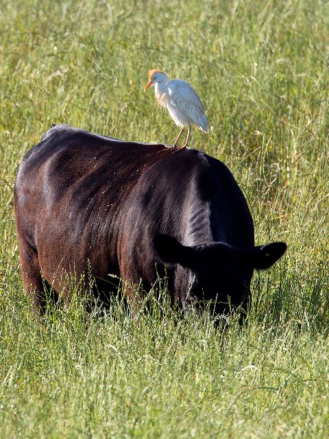Western Cattle-Egret