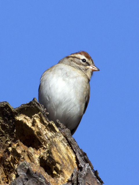 Chipping Sparrow