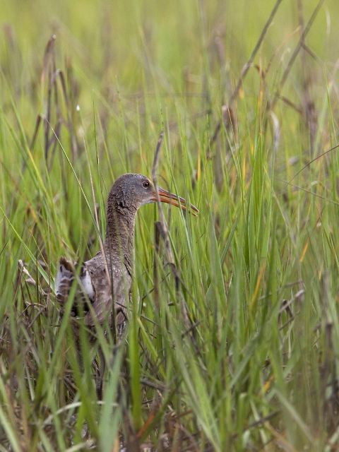 Clapper Rail