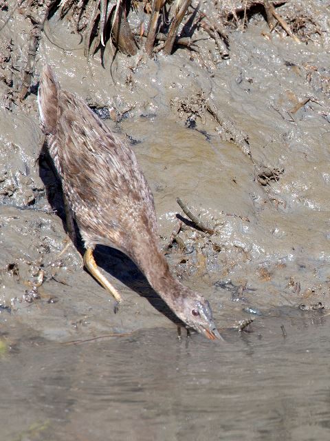 Clapper Rail