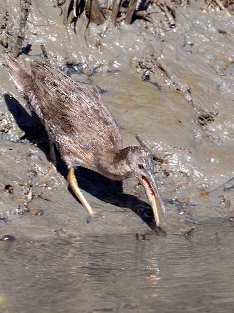 Clapper Rail
