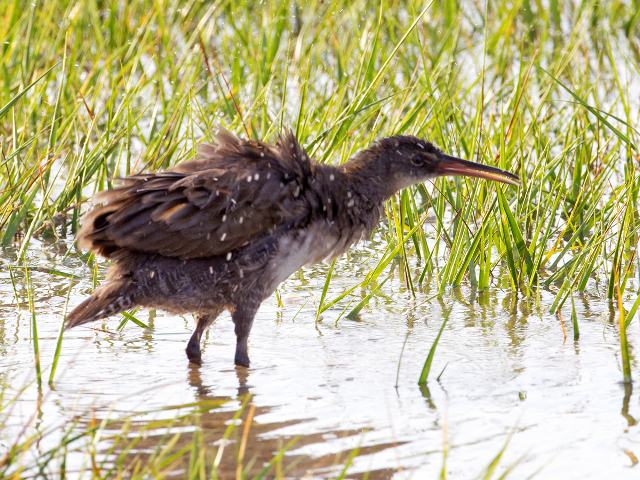 Clapper Rail