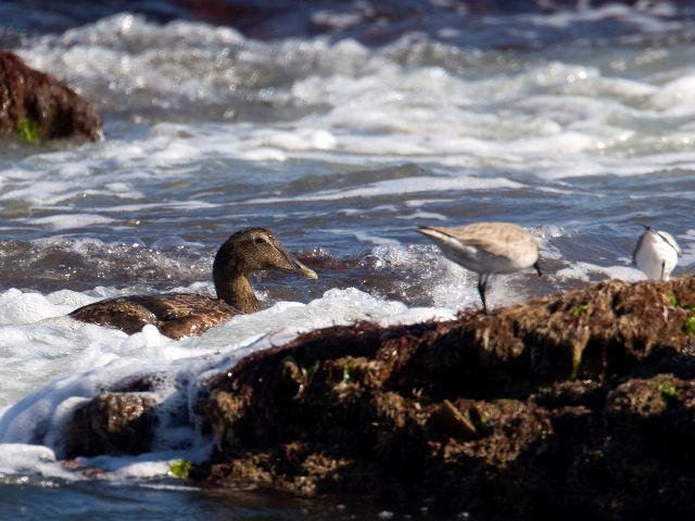 Common Eider