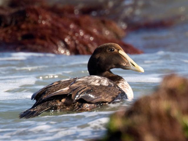 Common Eider