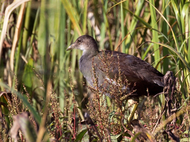 Common Gallinule