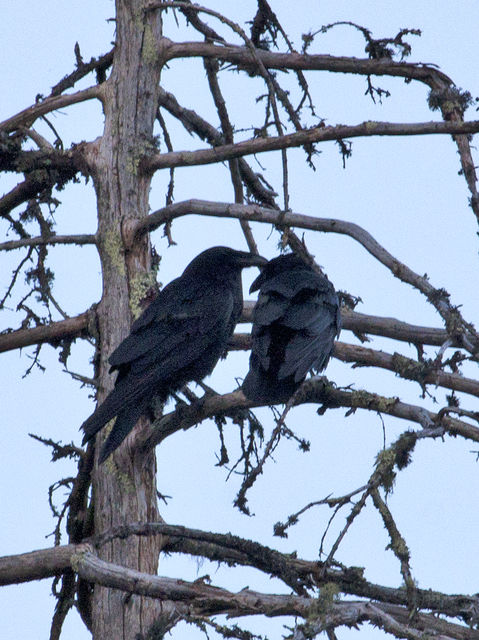 Common Raven