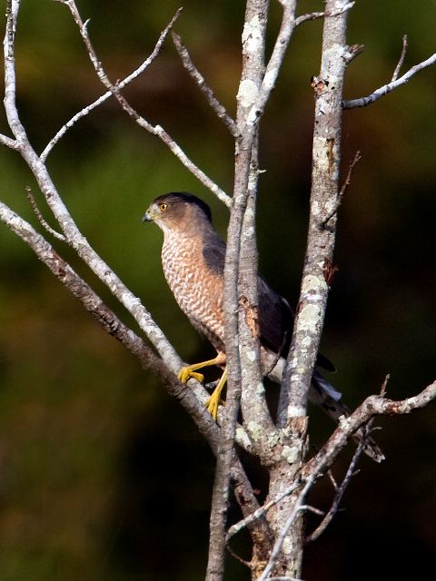 Cooper's Hawk