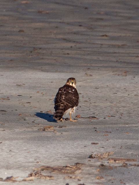 Cooper's Hawk
