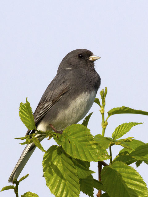 Dark-eyed Junco