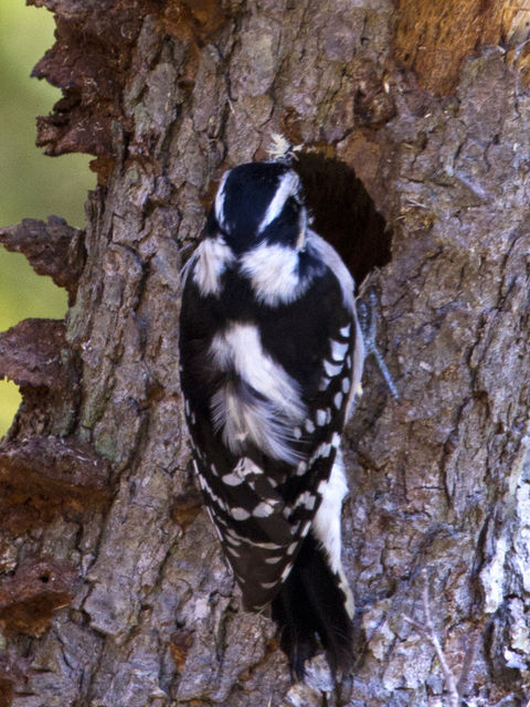 Downy Woodpecker