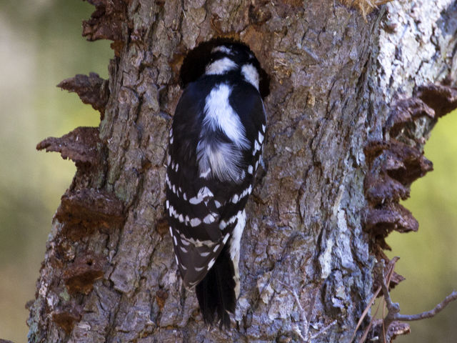 Downy Woodpecker