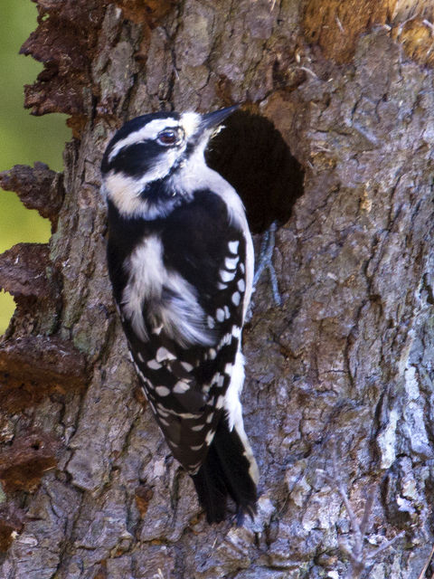 Downy Woodpecker