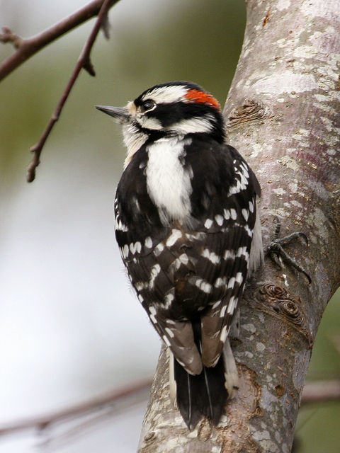 downy woodpecker phylum