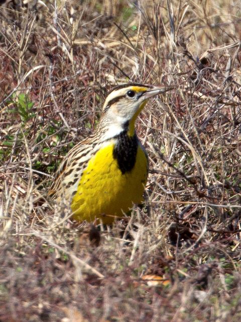Eastern Meadowlark