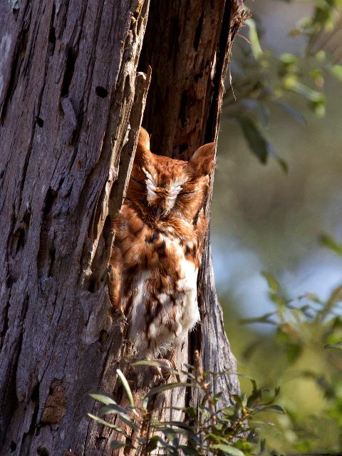 Eastern Screech-Owl