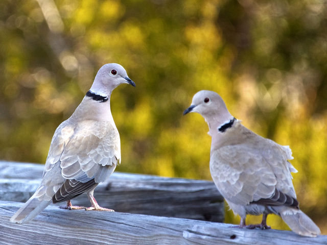 Eurasian Collared-Dove