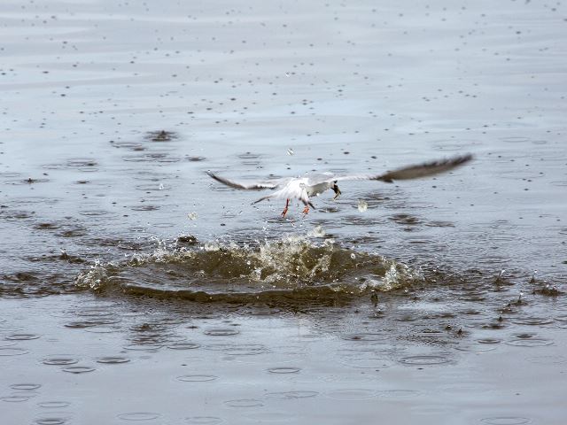 Forster's Tern