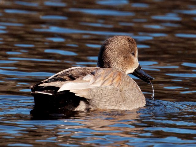 Gadwalls