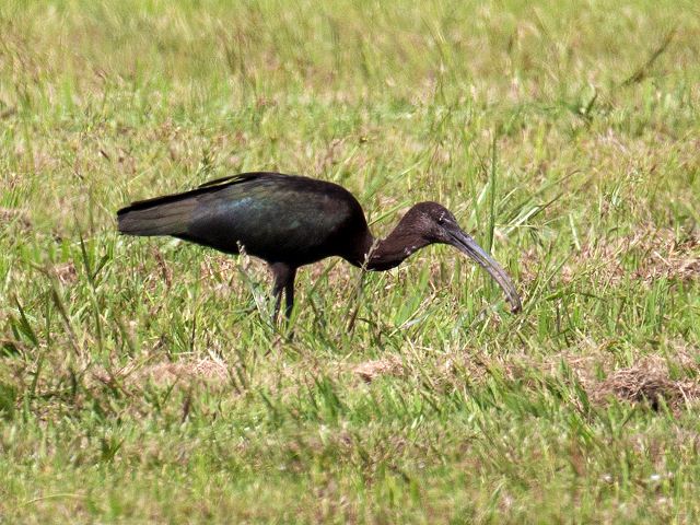 Glossy Ibis
