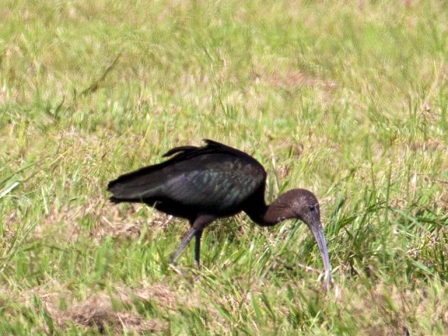 Glossy Ibis