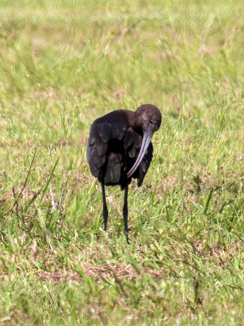 Glossy Ibis