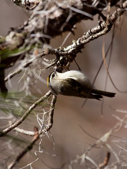 Golden-crowned Kinglet