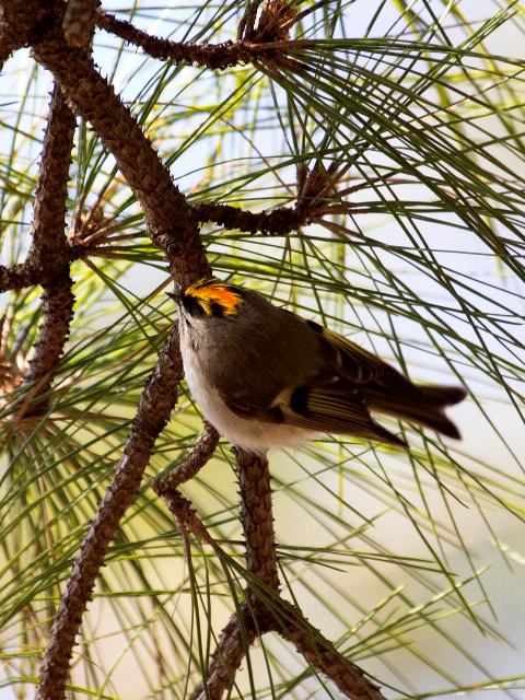 Golden-crowned Kinglet