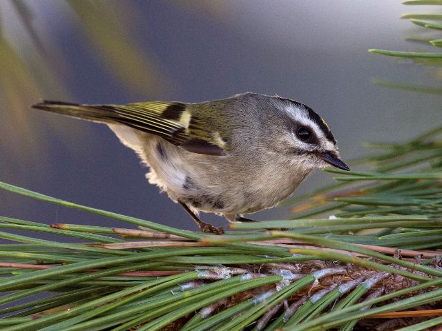 Golden-crowned Kinglet