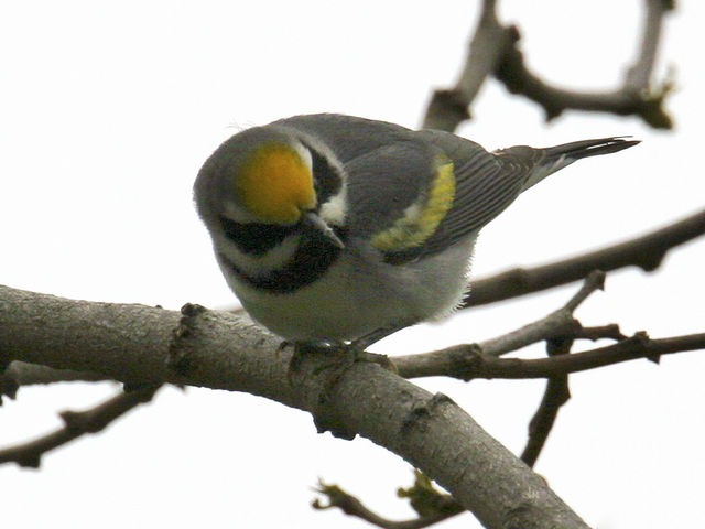 Golden-winged Warbler