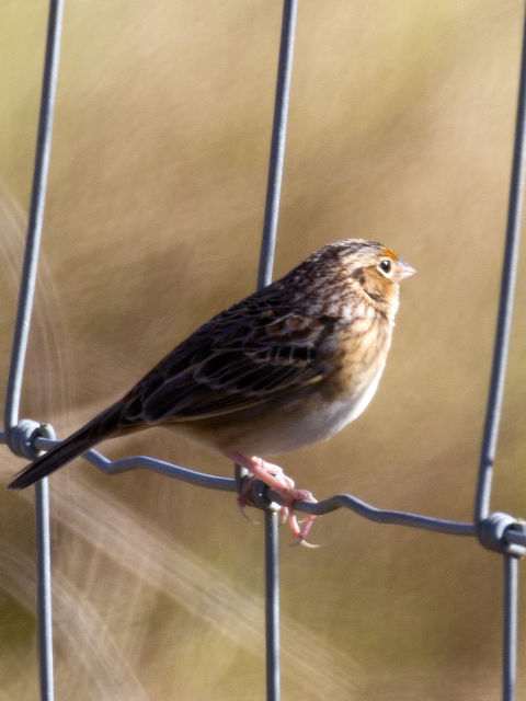 Grasshopper Sparrow