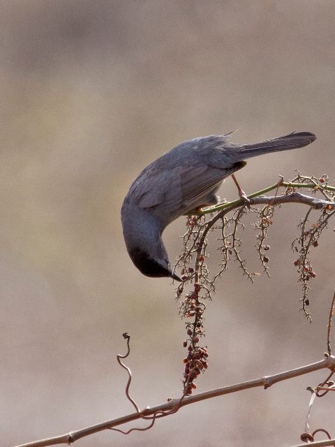 Gray Catbird