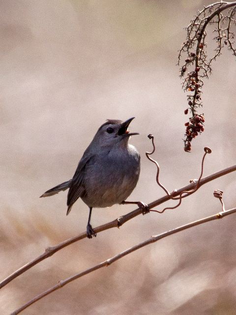 Gray Catbird