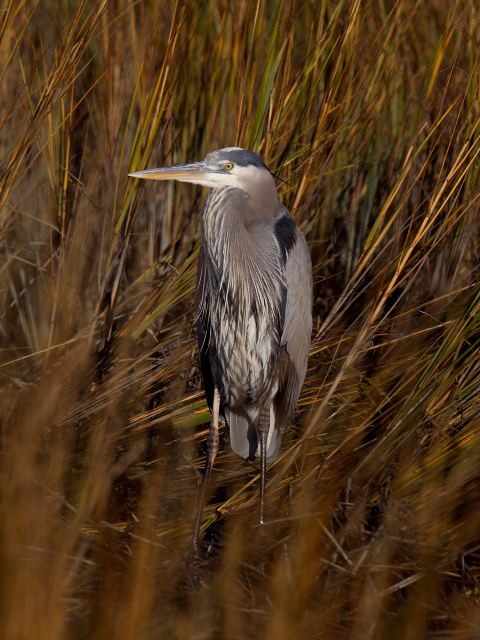 Great Blue Heron