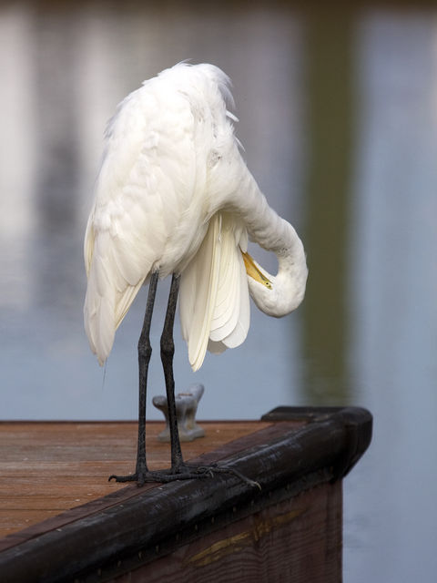 Great Egret