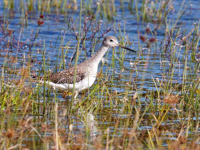 Greater Yellowlegs