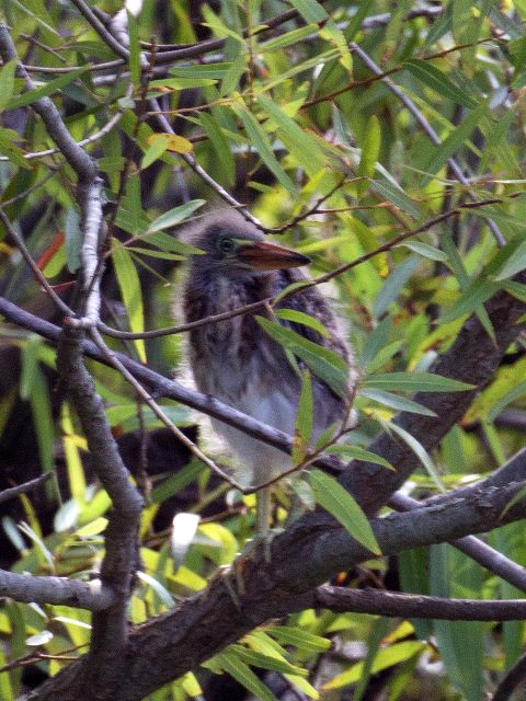 Green Heron