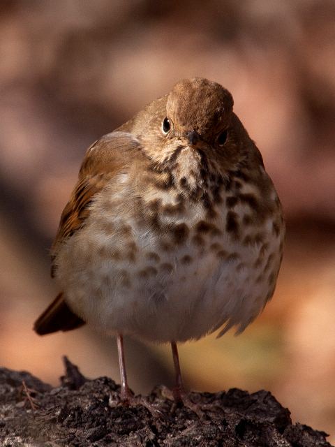 Hermit Thrush