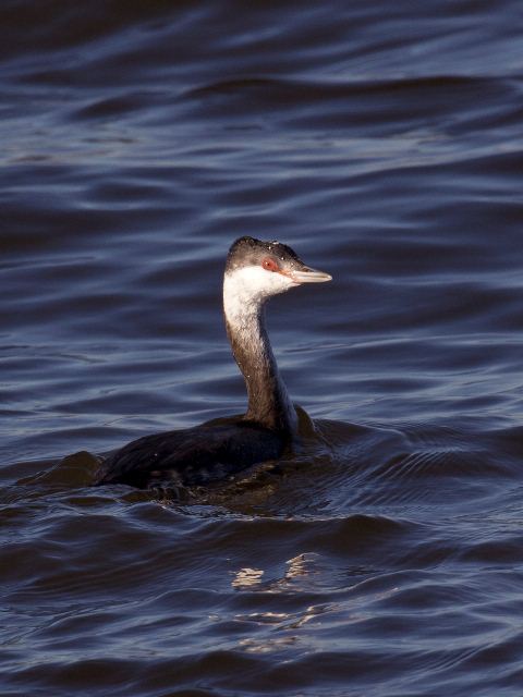 Horned Grebe