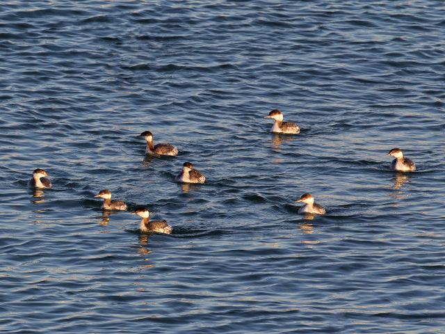 Horned Grebes
