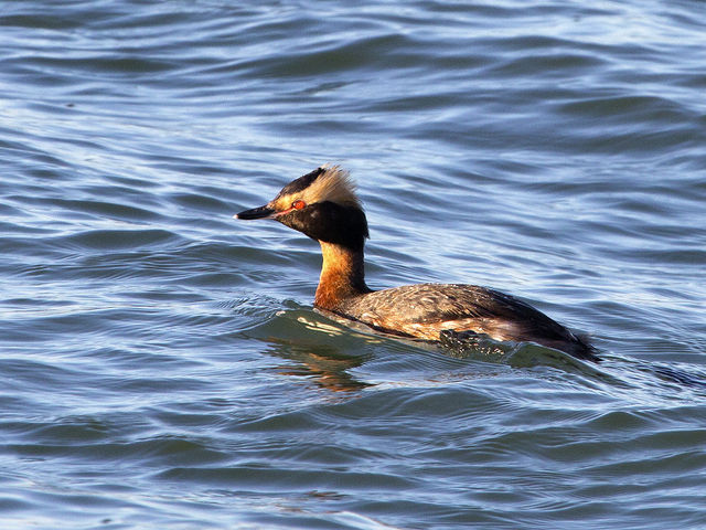 Horned Grebe