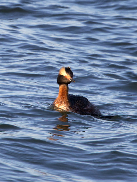 Horned Grebe