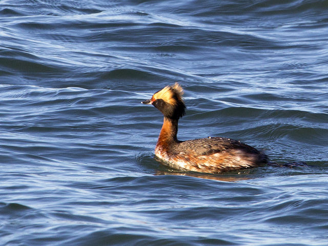 Horned Grebe