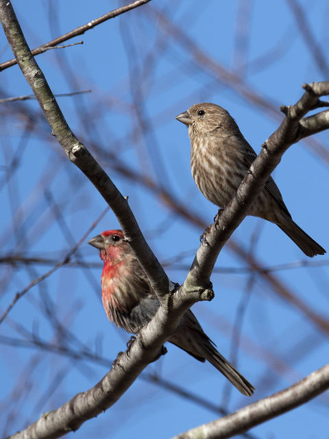 House Finch