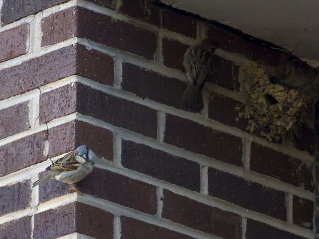 House Sparrow