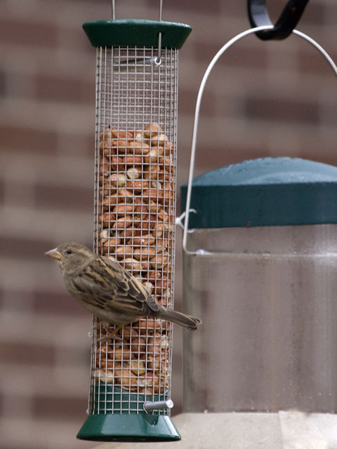 House Sparrow