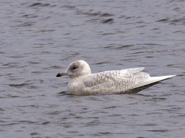 Iceland Gull